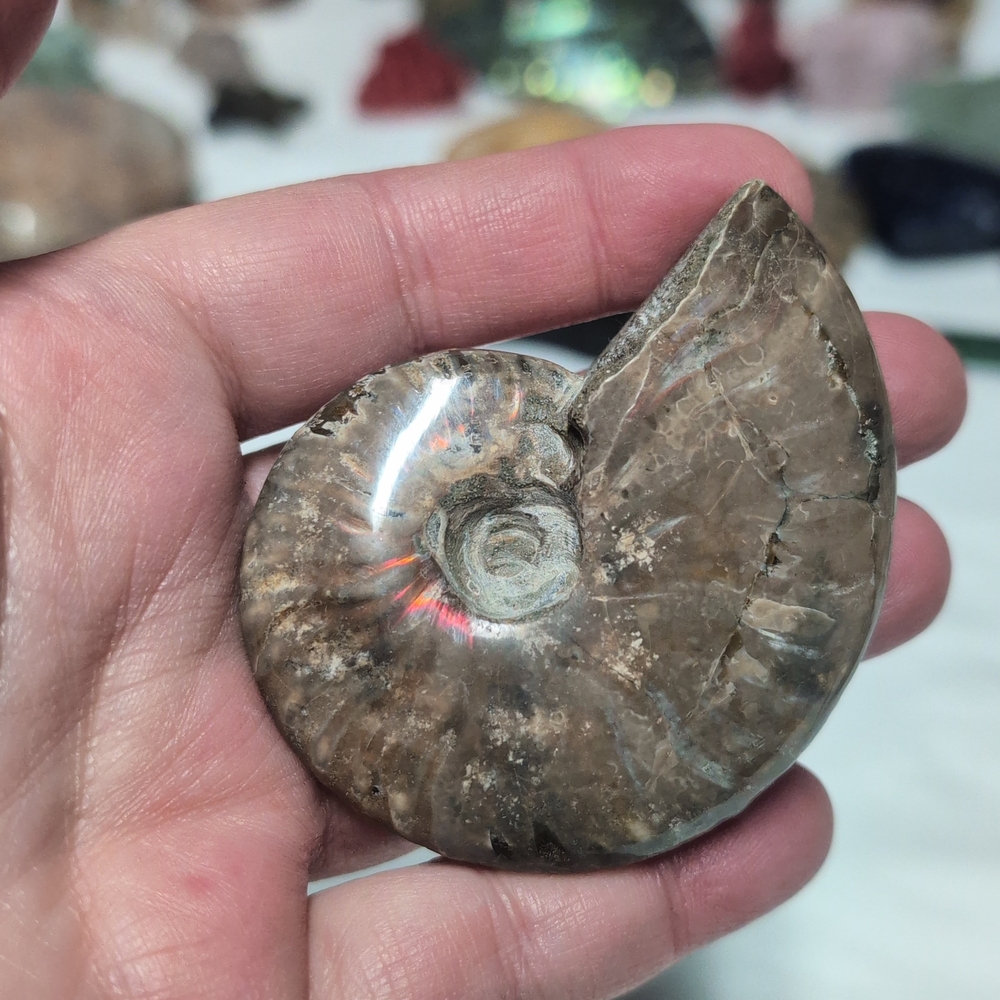 Fossil Ammonite Shell - Picture 3 of 3